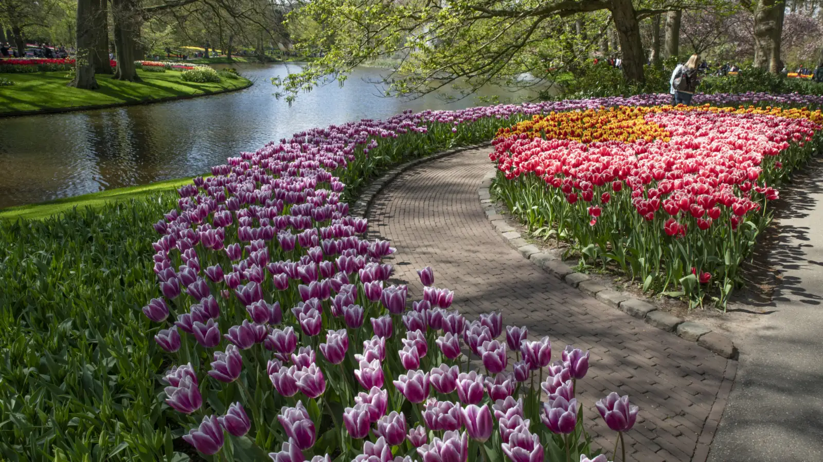 Massifs de tulipes roses et violettes le long d'une allée et d'un étang, au parc de Keukenhof