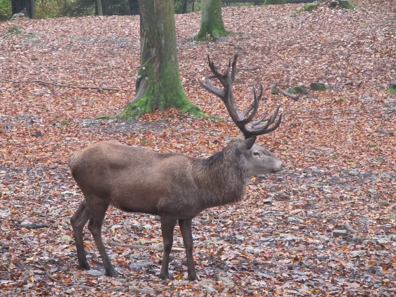 Parc animalier de Bouillon